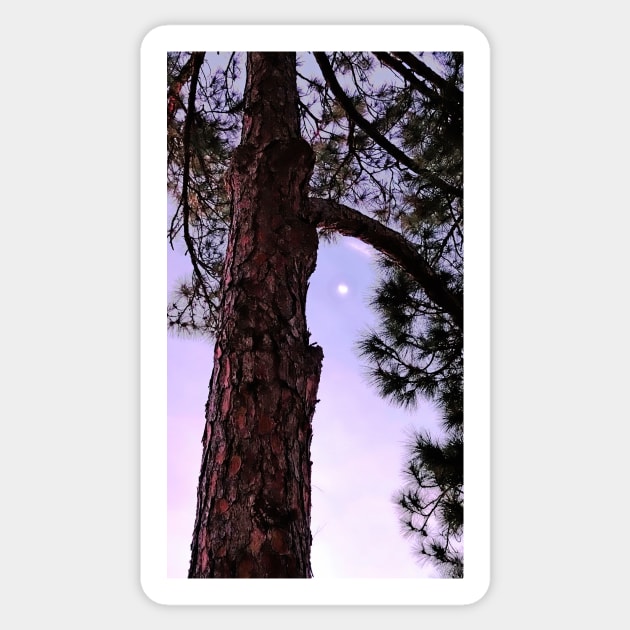 Pine Tree Sticker by EileenMcVey